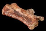 Fossil Theropod Dinosaur Caudal Vertebra - Morocco #144826-3